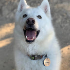 MYLUCKYTAG QR Code Stainless Steel Pet ID Tag - Personalized Online Profile, Location Alert Email, Digital ID, Durable Dog Collar Tag, Engraved