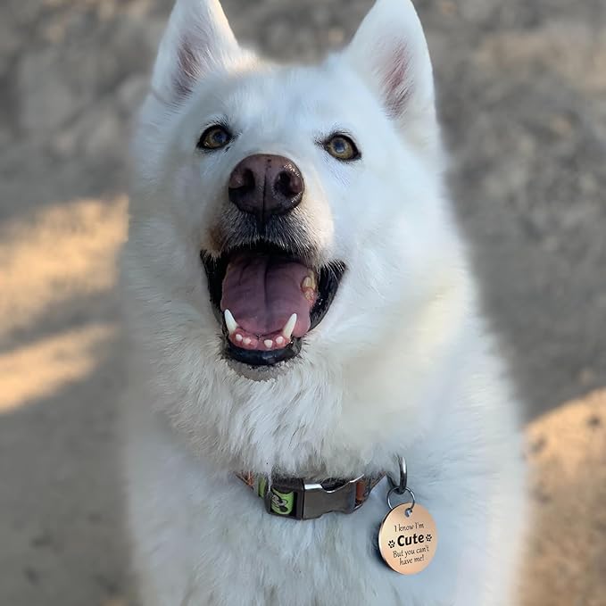 MYLUCKYTAG QR Code Stainless Steel Pet ID Tag - Personalized Online Profile, Location Alert Email, Digital ID, Durable Dog Collar Tag, Engraved