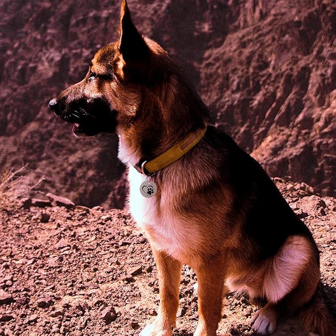 MYLUCKYTAG Stainless Steel QR Code Dog Tags - Scan QR for Instant Pet Location Alerts