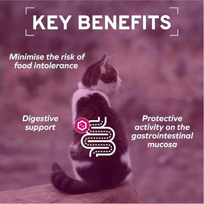 Forza10 - Cat Food, Vet-Approved Digestive Wet Cat Food, Salmon Flavor, Sensitive Stomach Support for Adult Cats with Gastrointestinal & Digestive Issues, Made in Italy (3.5 oz, 32 Pack)