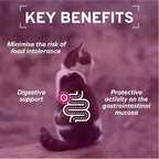 Forza10 - Cat Food, Vet-Approved Digestive Wet Cat Food, Salmon Flavor, Sensitive Stomach Support for Adult Cats with Gastrointestinal & Digestive Issues, Made in Italy (3.5 oz, 32 Pack)