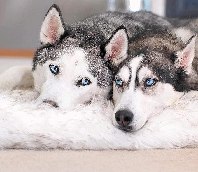 PupRug Orthopedic Dog Bed for Large Dogs with Fluffy Soft Faux Fur and Memory Foam for Joint Pain Relief, Machine Washable and Waterproof Couch Bed, White, Extra Large