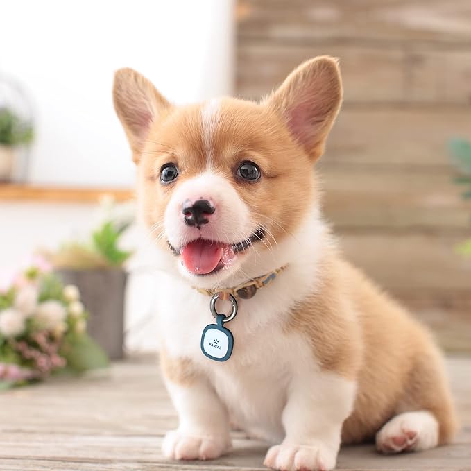 Pawaii QR Code Pet ID Tag, Silent Silicone Dog ID Tag, Modifiable Pet Online Profile, Free Online Pet Page Emergency Contact, Scan QR Receive Instant Pet Location Alert Email, 1Pack (Bright Red)