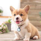 Pawaii QR Code Pet ID Tag, Silent Silicone Dog ID Tag, Modifiable Pet Online Profile, Free Online Pet Page Emergency Contact, Scan QR Receive Instant Pet Location Alert Email, 1Pack (Bright Red)