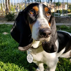 MyluckyTag Personalized QR Digital Dog Tag - Stainless Steel, Durable Pet ID, Collar Tag with Engraving, Online Pet Profile & Location Alerts