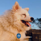 MYLUCKYTAG QR Code Stainless Steel Dog ID Tag, Engraved, Durable, Online Pet Profile, Location Alert Email