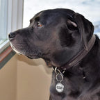 MYLUCKYTAG QR Code Dog Tags - Scan for Instant Pet Location Alert Email