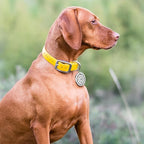 MYLUCKYTAG QR Code Stainless Steel Pet ID Tag Personalized Dog Tag, Online Pet Profile, Pet Location Alert Email, Digital Pet Tag, Durable Pet ID, Dog Collar Tag, Engraved Pet Tag