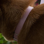 Hyhug Martingale Collar for Dogs Extra Large Pink |Escape - Proof Heavy Duty Nylon Durable No Pull, Ideal for Training & Daily Walks