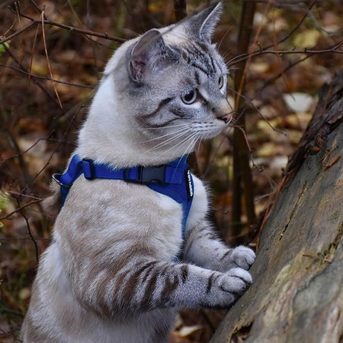 Voyager Escape-Proof Step-in Lock Cat Harness & 5ft Neoprene-Handle Leash Set All-Weather Mesh with Reflective Stitching for Small to Large Cats by Best Pet Supplies, Royal Blue, XS