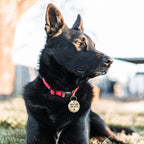 MYLUCKYTAG Stainless Steel QR Code Dog Tags - Scan QR for Instant Pet Location Alerts