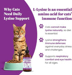 Special Breed L-Lysine for Cats & Kittens – Immune, Respiratory & Eye Health Support – Liquid Cat Supplement with Astragalus, Burdock, Atractylodes, Dangshen & Vitamins A, B1, B2, B6 – 4oz (120mL)