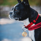 MYLUCKYTAG QR Code Stainless Steel Pet ID Tag - Personalized Online Profile, Location Alert Email, Digital ID, Durable Dog Collar Tag, Engraved