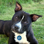 MYLUCKYTAG QR Code Stainless Steel Pet ID Tag - Personalized, Online Profile, Location Alert Email, Digital, Durable - Dog Collar Engraved