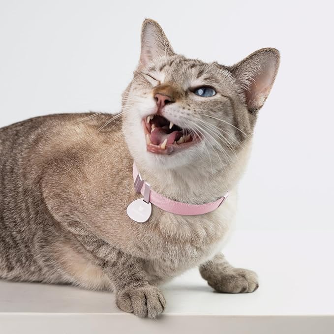 Safety Cat Collar Pro - U.S. IDA Gold Awarding Design, Elastic Quick Release Cat Collar with Buckle Non Breakaway - Lightweight for Kitten All Small Large Cats (Space Gray, S 5.9-11.8")