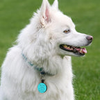 Myluctag QR Code Dog Cat Silicone Digital ID Tag, Online Pet Profile, Pet Location Alert Email