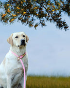 lynxking Dog Leash Slip Lead 5 6 8 FT Dog Training Leash Strong Heavy Duty Braided No Pull Training Lead Leashes for Large Dogs