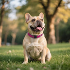 Reflective Dog Collar, Soft Neoprene Padded Nylon Pet Collar with Quick-Release Buckle, Adjustable for Mediunm Dogs,Hotpink,M, 3/4" Width