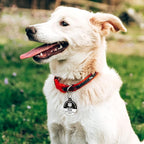 MYLUCKYTAG Emotional Support Animal (ESA) QR Code Stainless Steel Pet ID Tag - Online Profile, Location Alert Email, Digital, Durable Collar Tag - Engraved