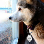 MyluckyTag Personalized QR Digital Dog Tag - Stainless Steel, Durable Pet ID, Collar Tag with Engraving, Online Pet Profile & Location Alerts