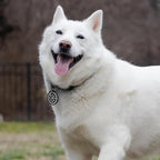 MYLUCKYTAG QR Code Dog ID Tag - Online Pet Profile, Location Alert, Digital ID, Durable Chengfered Steel Pet Tag for Collar