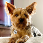 MYLUCKYTAG QR Code Stainless Steel Dog ID Tag, Digital Pet Profile, Location Alert Email, Engraved Dog Collar Tag