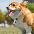 MYLUCKYTAG Stainless Steel QR Code Cat Tags - Online Profile, Scan QR for Instant Pet Location Alerts