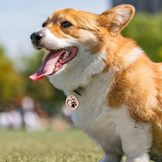 MYLUCKYTAG Stainless Steel QR Code Cat Tags - Online Profile, Scan QR for Instant Pet Location Alerts