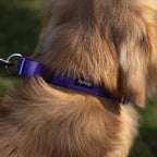 Hyhug Martingale Collar for Dogs Large Purple |Escape - Proof Heavy Duty Nylon Durable No Pull, Ideal for Training & Daily Walks