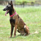 Hyhug Martingale Collar for Dogs Large Pink |Escape - Proof Heavy Duty Nylon Durable No Pull, Ideal for Training & Daily Walks