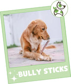 Gnaws Nature Bully Sticks for Dogs 11-12" (1Lb) - Mixed Thickness - Long Lasting for Aggressive Chewers and Large Dogs - Natural Beef Dog Chew Bones