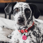 MyluckyTag QR Code Silicone Dog/Cat ID Tag: Engraved, Quiet, Durable, Online Pet Profile & Location Alert