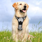 rabbitgoo Dog Harness No Pull with 2 Leash Clips, Adjustable Soft Padded, Reflective Oxford No Choke Pet Vest with Easy Control Handle for Medium Sized Dogs, Grey, M
