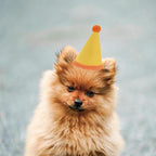 20 Pcs Dog Birthday Hat Set for Small Medium Dogs Cat Puppies, Mini Party Hat with Adjustable Headbands, Cute Pet Hat with Pompons for Birthday Christmas Party Decoration Accessories (Small 3.5 Inch)