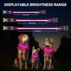 Light Up Dog Collar, Adjustable USB Rechargeable Glow in Dark Dog Collar ，Waterproof Dog Collars for Medium Dogs (Pink, Medium)