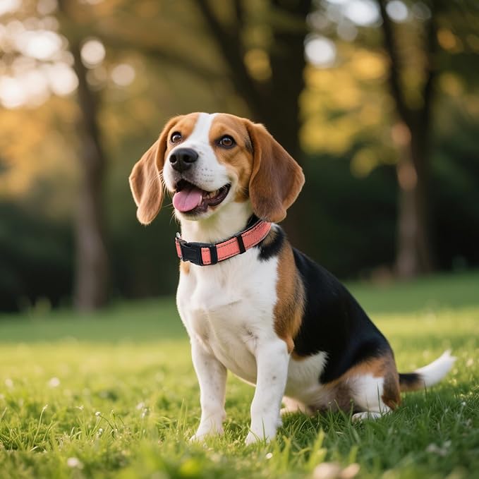 Reflective Dog Collar, Soft Neoprene Padded Nylon Pet Collar with Quick-Release Buckle, Adjustable for Mediunm Dogs,Neon Pink,M, 1" Width