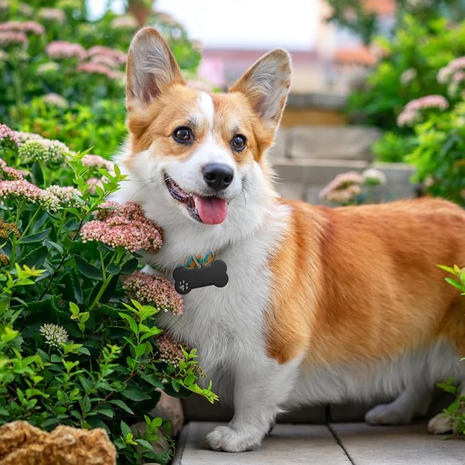 Hicarer 30 Pcs Stainless Steel Blank Pet ID Tags Personalized Dog Name Tag with Hollow Design Engraved on Both Sides Dog Cat Collar Name Accessories Regular Size DIY(Bone Shape)