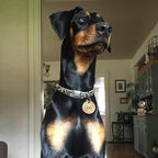 MYLUCKYTAG Stainless Steel QR Code Dog Tags - Scan QR for Instant Pet Location Alerts