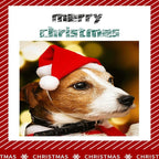 Christmas Cat Costume - Santa Hat Outfit for Small Dogs & Cats | Festive Pet Santa Suit with Red Velvet Cape & Bell | Cute Xmas Holiday Costume Accessories (Red, Small)