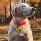 MYLUCKYTAG QR Code Silicone Dog Cat Tag, Online Pet Profile, Pet Location Alert Email, Durable Dog Collar Tag