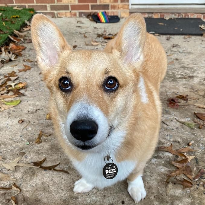 MYLUCKYTAG QR Code Stainless Steel Pet ID Tag - Personalized Online Profile, Location Alert Email, Digital and Durable Dog Collar Tag, Engraved