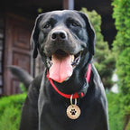 Myluckytag QR Code Stainless Steel Personalized Dog ID Tag - Engraved, Durable, Online Pet Profile, Location Alert Email