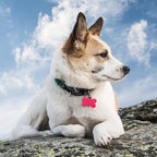 MECCANIXITY Bone Shaped Dog Tag Pet ID Tags, 38mmx25mm/1.5" x1 Metal Yellow Blank Dog Tags Cat Tags with Ring for Dog Cat, Pendant Crafts, Pack of 30