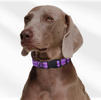 Mile High Life Nylon Night Light Glow Collar, Reflective Light Up Dog Collar, Fluorescent Self-Luminescent Strap for Small Medium Large Dogs (Purple, M Neck13-17")