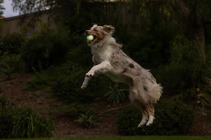 Chuckit! Glow in the Dark Bouncy Balls - Ball for Dogs, Chuckit Dog Toy, Max Glow Balls - Medium, 2.5 Inch, Pack of 1