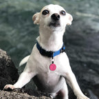 MYLUCKYTAG QR Code Silicone Pet ID Tag for Dogs and Cats - Online Profile, Location Alert Email, Digital Tag, Quiet and Durable Collar Tag, Engraved