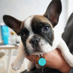 Myluctag QR Code Dog Cat Silicone Digital ID Tag, Online Pet Profile, Pet Location Alert Email