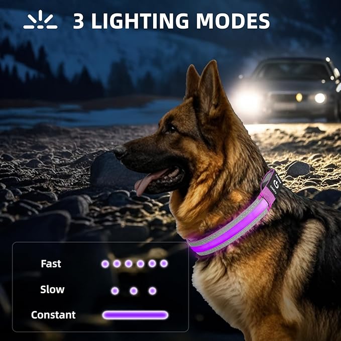 PetIsay LED Dog Collar Metal Buckle - Heavy Duty Light up Collars - Rechargeable IP68 Waterproof - Lighted Dog Collar for Night Walking, Hiking, Camping (Small, Purple)