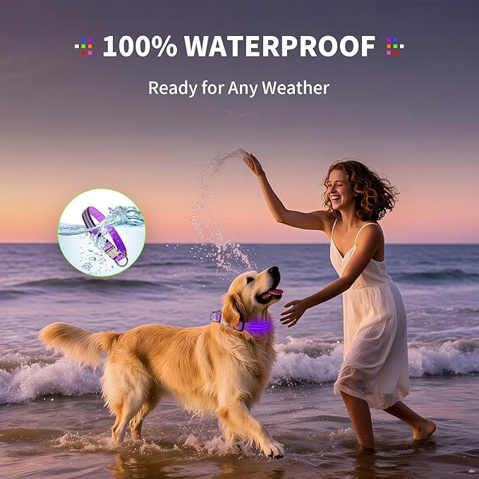 LED Dog Collar with Metal Buckle - USB Rechargeable Glow Collar for Dogs, Waterproof Light Up Dog Collar w/Reflective Strips - Adjustable Night Safety Collars by PetIsay(Purple,Large)