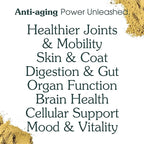 Adult Dog Powder Supplement & Food Topper – 46 Ingredients for Gut, Immune & Brain Health – Daily Longevity Multivitamin for Whole Body Wellness | 30 Scoops